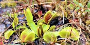 MEAT EATER PLANTS