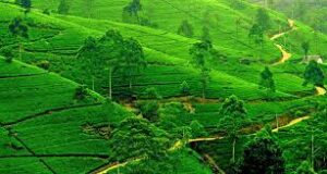 Best Healthy Tea in India for 2020